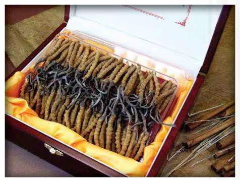 成都冬虫夏草回收